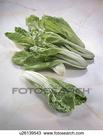 Stock Image - Kuangtung Chinese Cabbage. Fotosearch