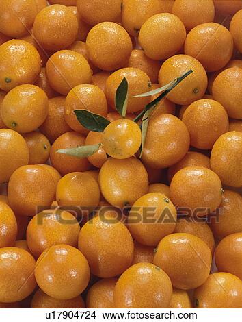 Picture - Kumquat. Fotosearch
