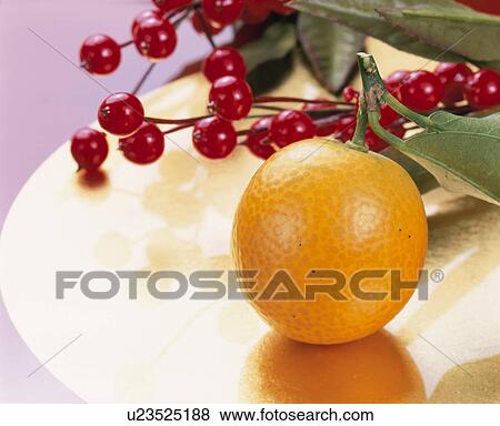 Stock Photo - Kumquat. Fotosearch