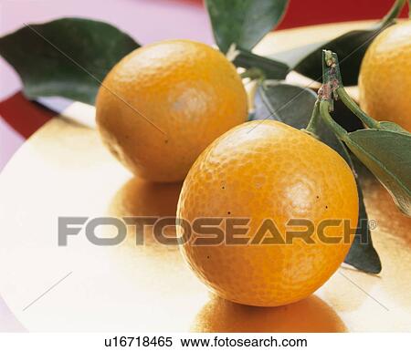 Kumquat View Large Photo Image Stock Photography - Kumquat. Fotosearch