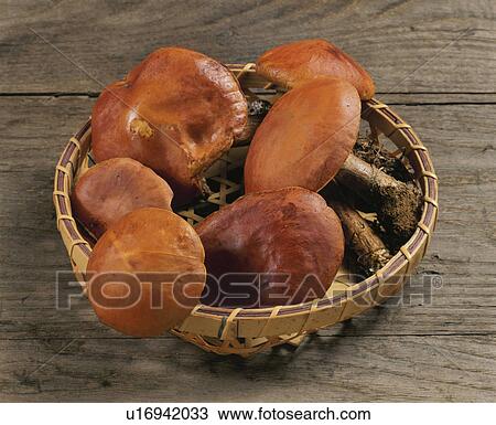 Larch Mushroom, Mushroom View Large Photo Image Stock Image - Larch Mushroom, Mushroom. Fotosearch