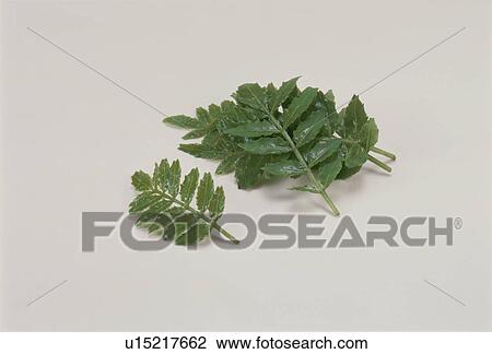 Stock Image - Leaf Bud, Japanese Pepper. Fotosearch