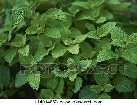 Lemon Balm, Beefsteak Plant, View Large Photo Image Stock Image - Lemon Balm, Beefsteak Plant,. Fotosearch