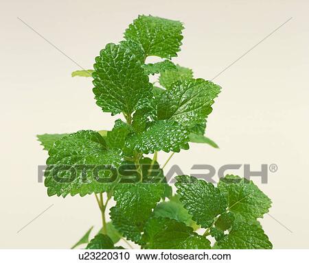 Lemon Balm View Large Photo Image Stock Image - Lemon Balm. Fotosearch