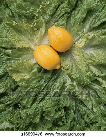 Lemon View Large Photo Image Stock Photograph - Lemon. Fotosearch