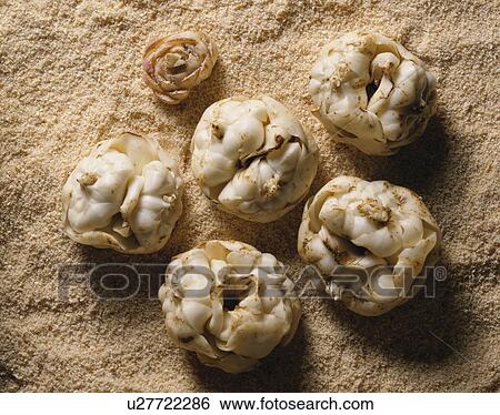 Stock Photograph - Lily Bulb. Fotosearch