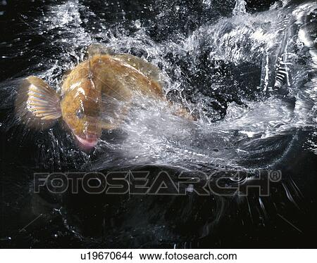 Ling Cod View Large Photo Image Picture - Ling Cod. Fotosearch