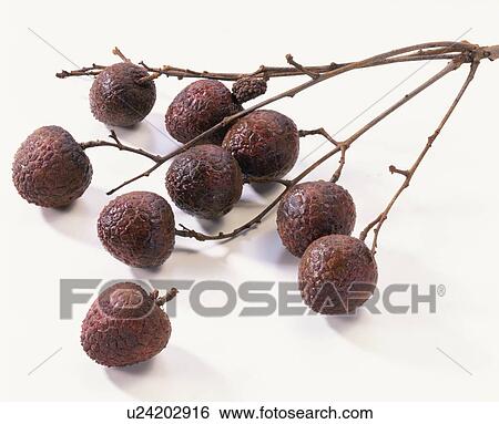Litchi View Large Photo Image Stock Photograph - Litchi. Fotosearch