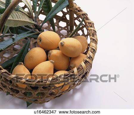 Stock Photo - Loquat. Fotosearch