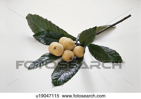 Stock Photography - Loquat. Fotosearch