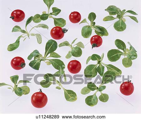 Mache, Cherry Tomato View Large Photo Image Stock Photo - Mache, Cherry Tomato. Fotosearch