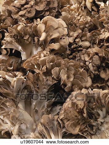 Picture - Maitake Mushroom, Mushroom. Fotosearch