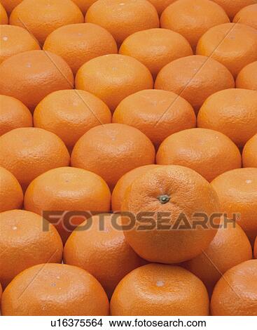 Picture - Mandarin Orange. Fotosearch