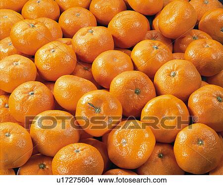 Picture - Mandarin Orange. Fotosearch