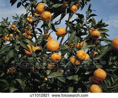 Stock Image - Mandarin Orange. Fotosearch