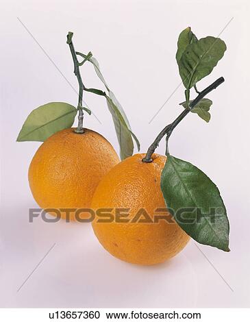 Mandarin Orange View Large Photo Image Stock Image - Mandarin Orange. Fotosearch
