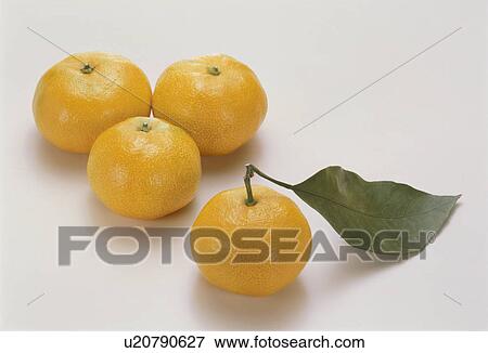 Stock Photo - Mandarin Orange. Fotosearch