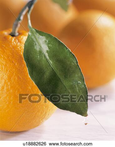 Stock Photograph - Mandarin Orange. Fotosearch