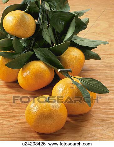 Stock Photograph - Mandarin Orange. Fotosearch