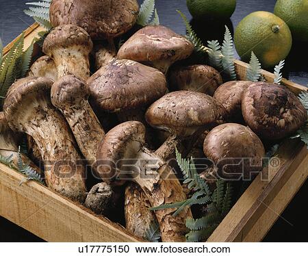 Matsutake View Large Photo Image Stock Image - Matsutake. Fotosearch