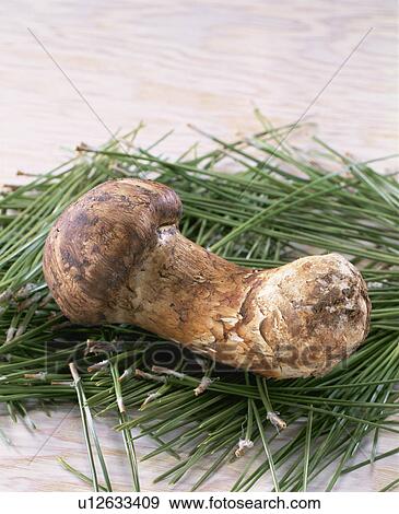 Stock Photo - Matsutake. Fotosearch