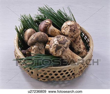 Matsutake View Large Photo Image Stock Photo - Matsutake. Fotosearch