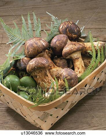 Stock Photograph - Matsutake. Fotosearch
