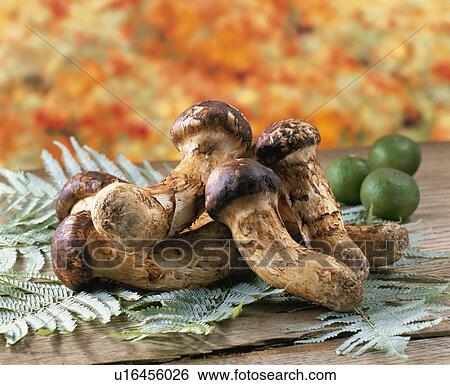 Stock Photograph - Matsutake. Fotosearch
