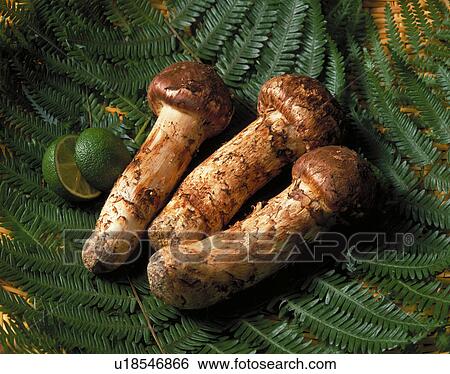 Stock Photograph - Matsutake. Fotosearch
