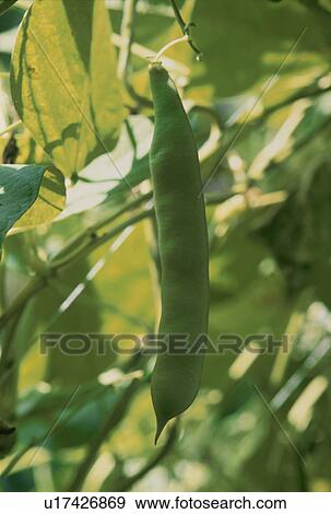 Stock Photo - Morocco Kidney Bean. Fotosearch