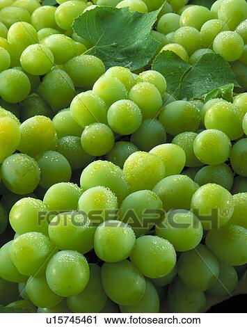 Stock Image - Muscat. Fotosearch