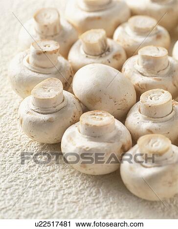 Stock Image - Mushroom. Fotosearch