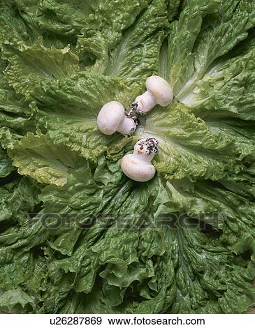 Stock Photo - Mushroom. Fotosearch