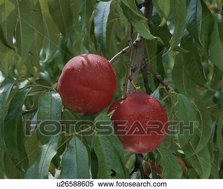 Nectarine View Large Photo Image Stock Photography - Nectarine. Fotosearch