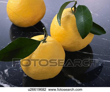New Summer Orange View Large Photo Image Stock Image - New Summer Orange. Fotosearch