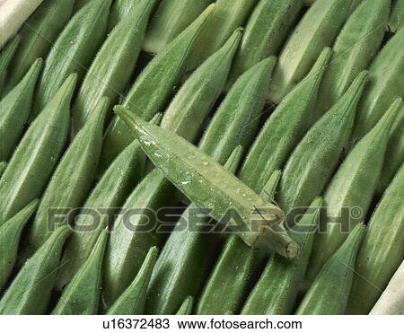Okra View Large Photo Image Stock Image - Okra. Fotosearch