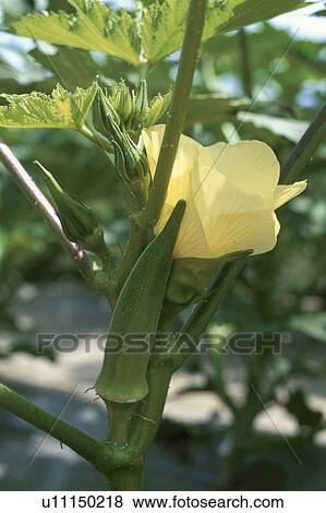 Stock Photo - Okra. Fotosearch