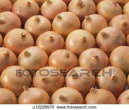 Stock Image - Onion. Fotosearch