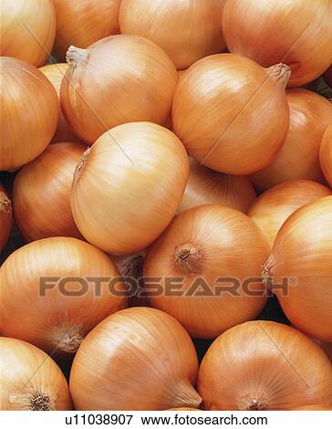 Onion View Large Photo Image Stock Photo - Onion. Fotosearch