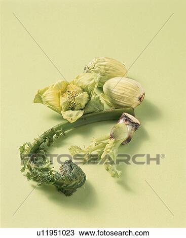 Ostrich Fern, Fatsia Sprouts, Japanese Butterbur View Large Photo Image Stock Image - Ostrich Fern, Fatsia Sprouts, Japanese Butterbur. Fotosearch