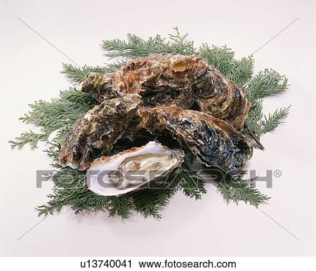 Oyster View Large Photo Image Stock Image - Oyster. Fotosearch