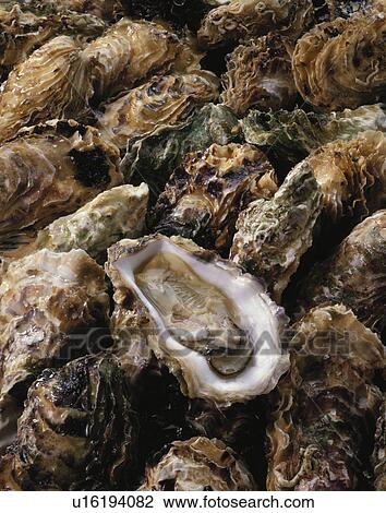 Oyster View Large Photo Image Stock Image - Oyster. Fotosearch