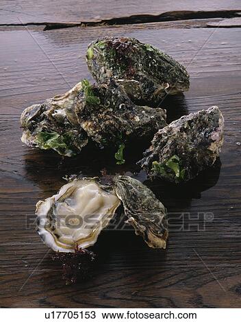 Oyster View Large Photo Image Stock Image - Oyster. Fotosearch