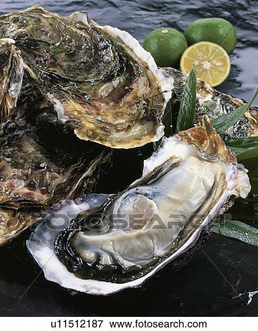 Oyster View Large Photo Image Stock Photo - Oyster. Fotosearch