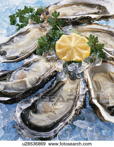 Oyster View Large Photo Image Stock Photo - Oyster. Fotosearch