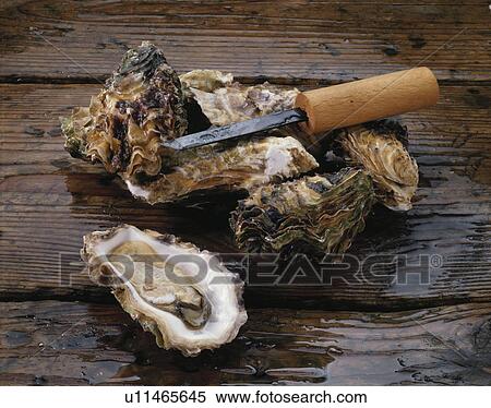 Stock Photography - Oyster. Fotosearch
