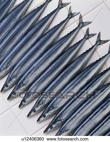 Stock Image - Pacific Saury. Fotosearch