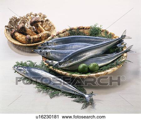 Pacific Saury View Large Photo Image Stock Image - Pacific Saury. Fotosearch