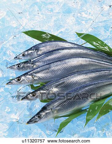 Stock Photo - Pacific Saury. Fotosearch