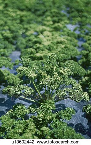 Parsley, Field View Large Photo Image Stock Image - Parsley, Field. Fotosearch